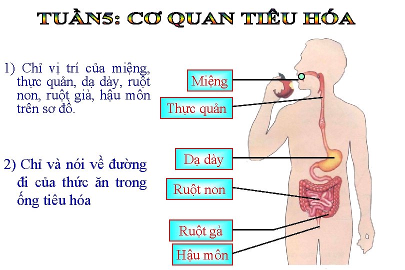 1) Chỉ vị trí của miệng, thực quản, dạ dày, ruột non, ruột già,