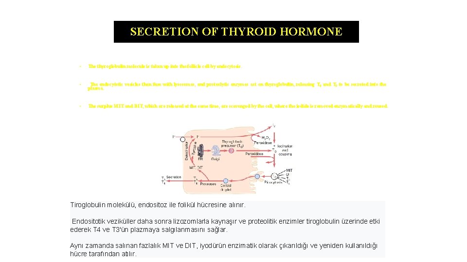SECRETION OF THYROID HORMONE • The thyroglobulin molecule is taken up into the follicle