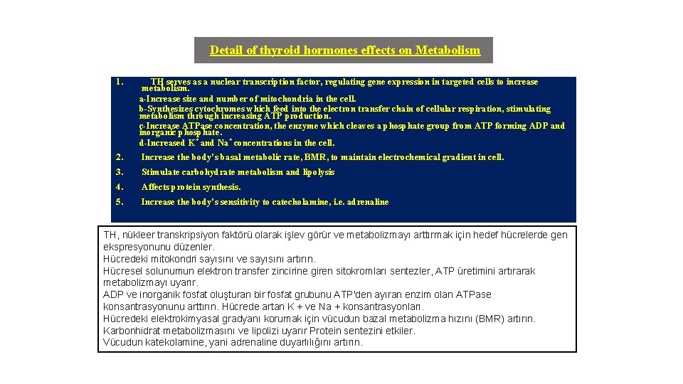 Detail of thyroid hormones effects on Metabolism 1. TH serves as a nuclear transcription