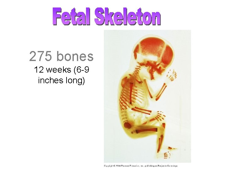 275 bones 12 weeks (6 -9 inches long) 
