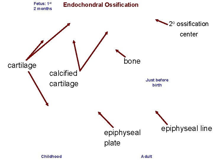Fetus: 1 st 2 months Endochondral Ossification 2 o ossification center cartilage bone calcified