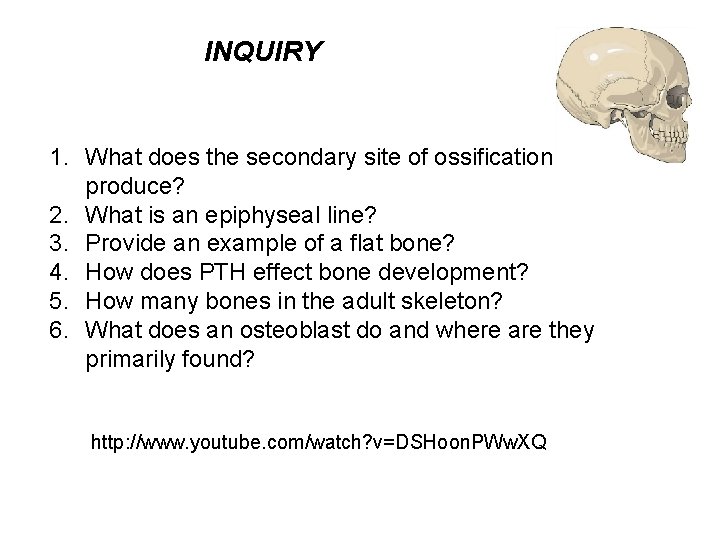 INQUIRY 1. What does the secondary site of ossification produce? 2. What is an