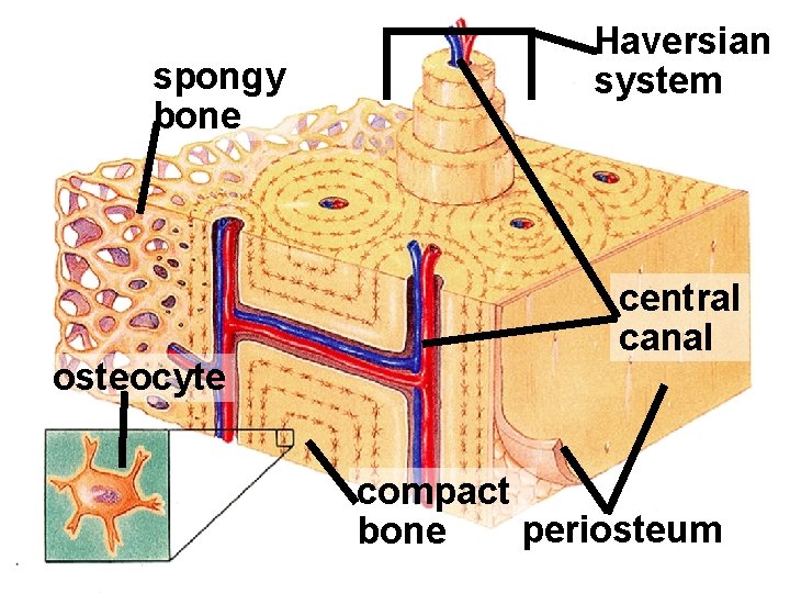 spongy bone osteocyte Haversian system central canal compact periosteum bone 