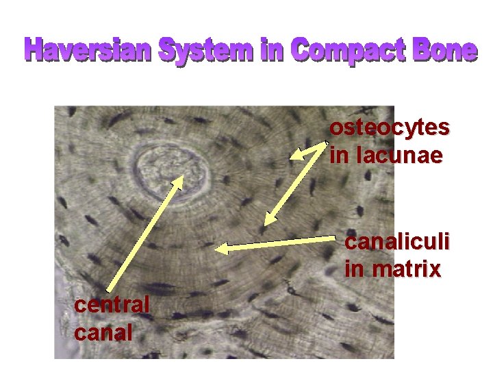 osteocytes in lacunae canaliculi in matrix central canal 