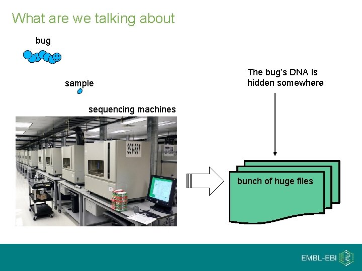 What are we talking about bug sample The bug’s DNA is hidden somewhere sequencing