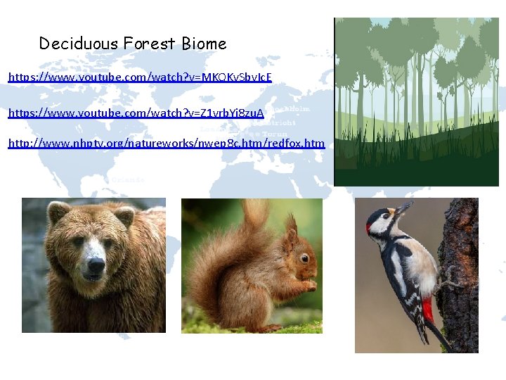Deciduous Forest Biome https: //www. youtube. com/watch? v=MKQKv. Sbv. Ic. E https: //www. youtube.