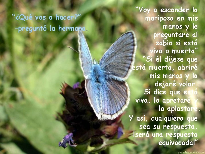 “¿Qué vas a hacer? ” –preguntó la hermana. “Voy a esconder la mariposa en