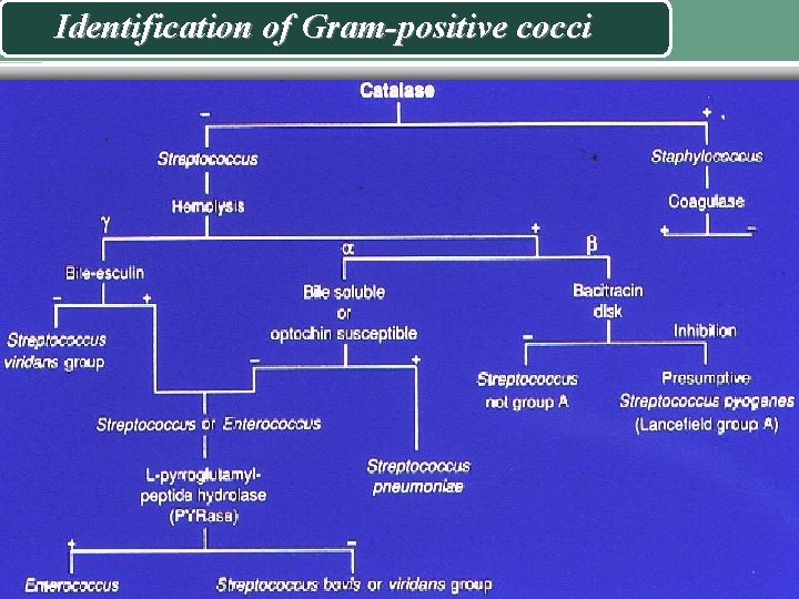 Identification of Gram-positive cocci 