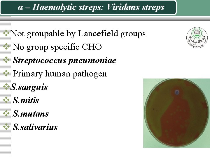 α – Haemolytic streps: Viridans streps v. Not groupable by Lancefield groups v No