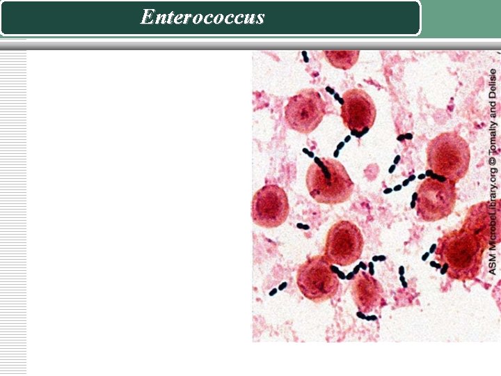 Enterococcus 