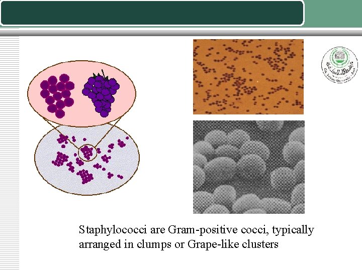 Staphylococci are Gram-positive cocci, typically arranged in clumps or Grape-like clusters 