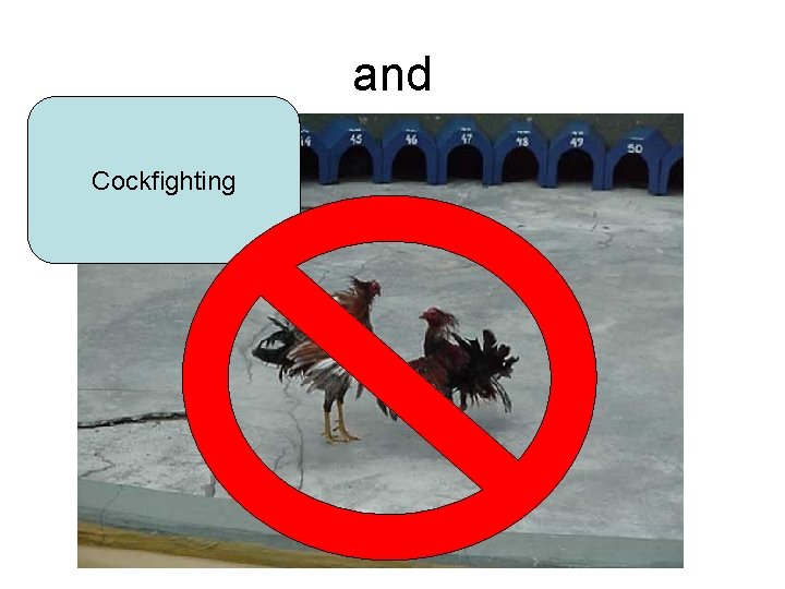 and Cockfighting 