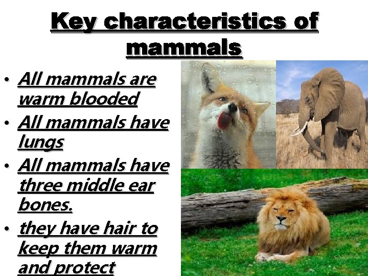 Key characteristics of mammals • All mammals are warm blooded • All mammals have