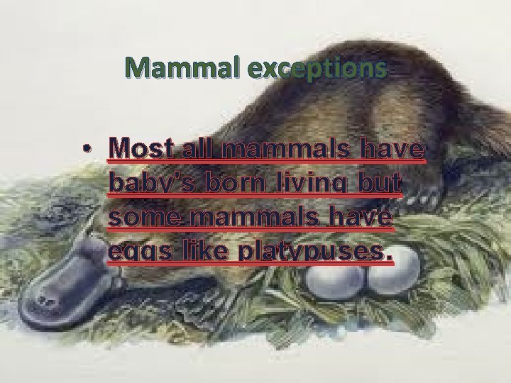 Mammal exceptions • Most all mammals have baby's born living but some mammals have