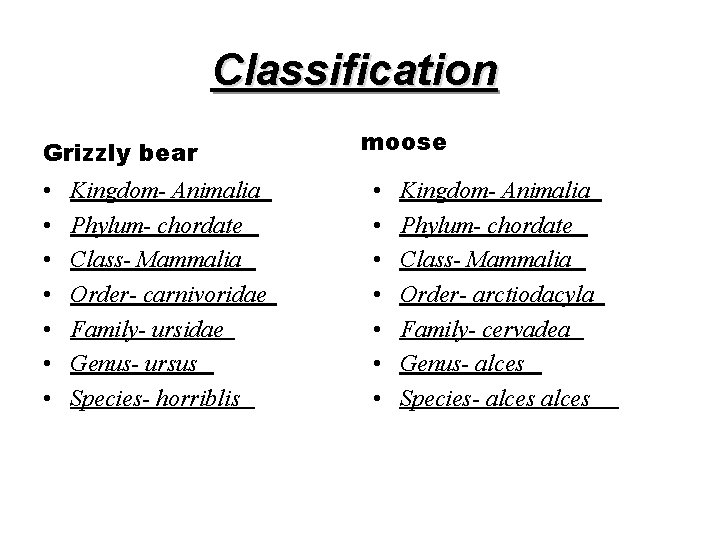 Classification Grizzly bear • • Kingdom- Animalia Phylum- chordate Class- Mammalia Order- carnivoridae Family-