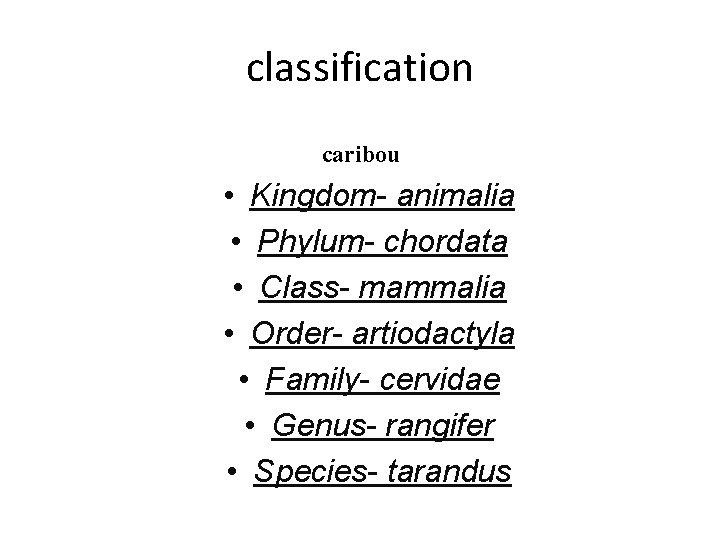 classification caribou • Kingdom- animalia • Phylum- chordata • Class- mammalia • Order- artiodactyla