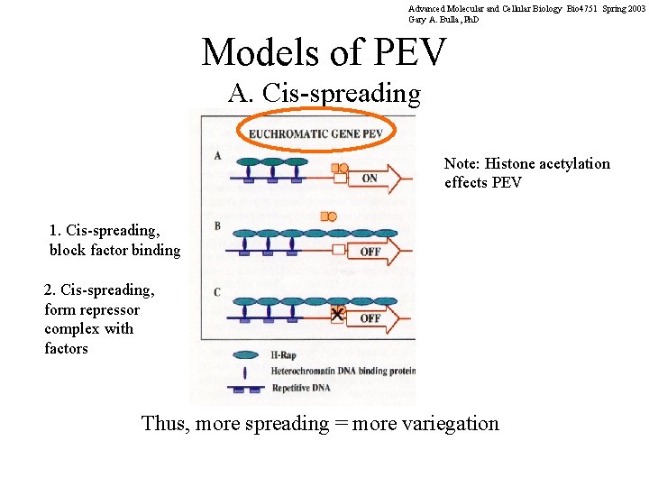 Advanced Molecular and Cellular Biology Bio 4751 Spring 2003 Gary A. Bulla, Ph. D