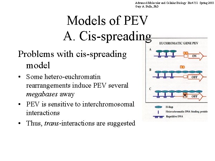 Advanced Molecular and Cellular Biology Bio 4751 Spring 2003 Gary A. Bulla, Ph. D