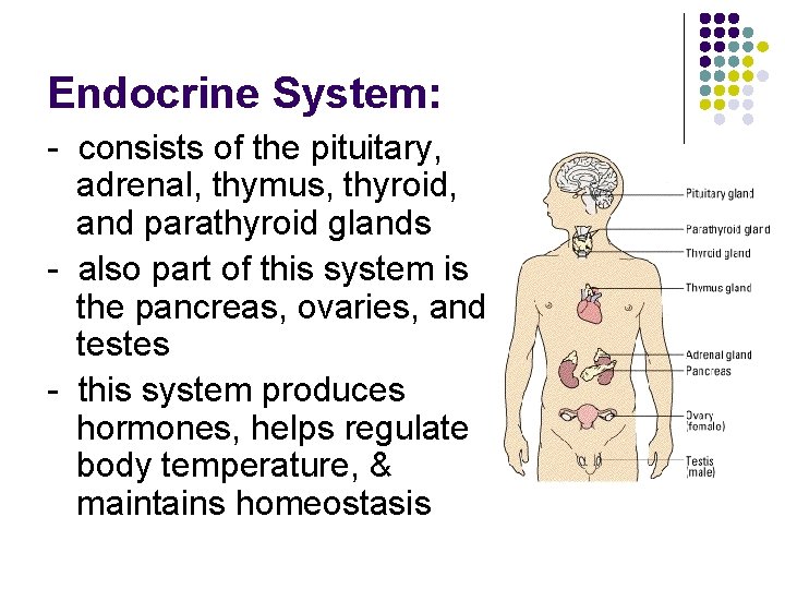 Endocrine System: - consists of the pituitary, adrenal, thymus, thyroid, and parathyroid glands -