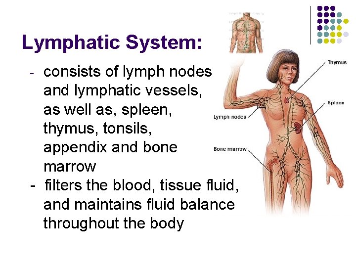 Lymphatic System: consists of lymph nodes and lymphatic vessels, as well as, spleen, thymus,