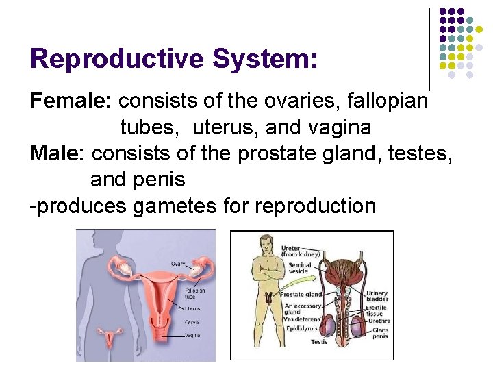 Reproductive System: Female: consists of the ovaries, fallopian tubes, uterus, and vagina Male: consists