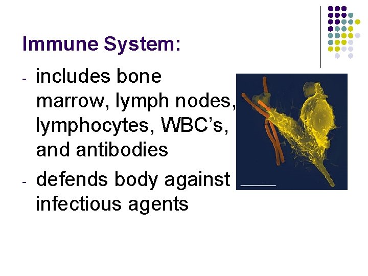 Immune System: - - includes bone marrow, lymph nodes, lymphocytes, WBC’s, and antibodies defends