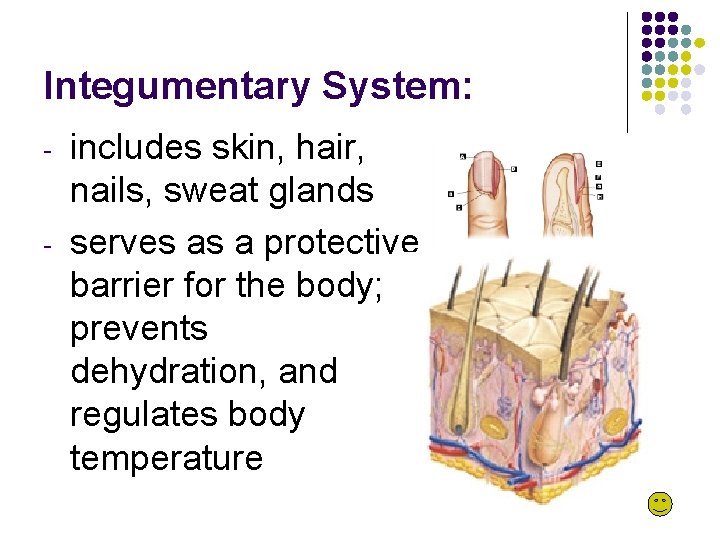 Integumentary System: - - includes skin, hair, nails, sweat glands serves as a protective