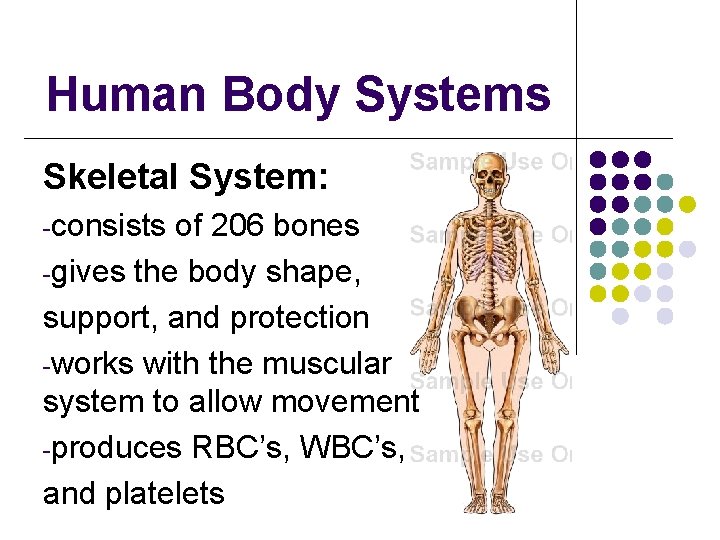 Human Body Systems Skeletal System: -consists of 206 bones -gives the body shape, support,