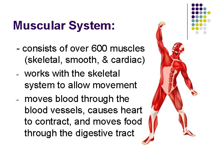 Muscular System: - consists of over 600 muscles (skeletal, smooth, & cardiac) - works