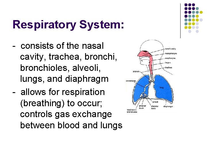 Respiratory System: - consists of the nasal cavity, trachea, bronchioles, alveoli, lungs, and diaphragm