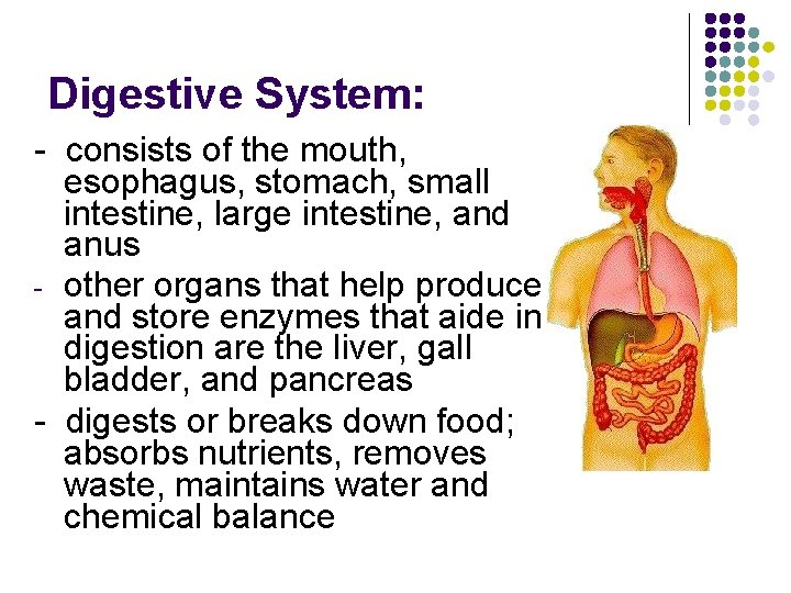 Digestive System: - consists of the mouth, esophagus, stomach, small intestine, large intestine, and