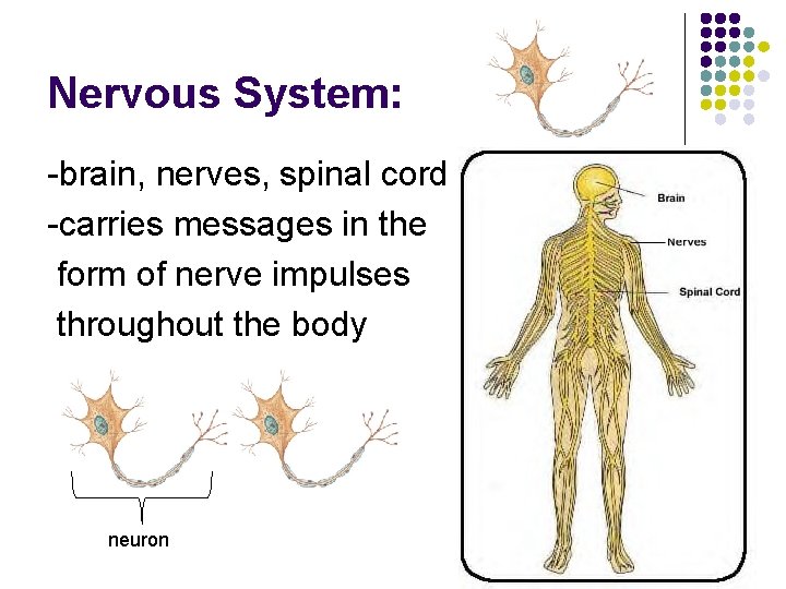 Nervous System: -brain, nerves, spinal cord -carries messages in the form of nerve impulses