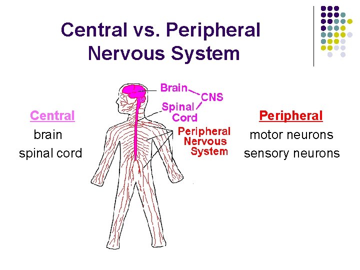 Central vs. Peripheral Nervous System Central brain spinal cord Peripheral motor neurons sensory neurons