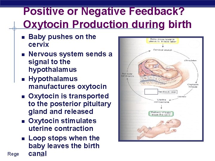 Positive or Negative Feedback? Oxytocin Production during birth Baby pushes on the cervix Nervous