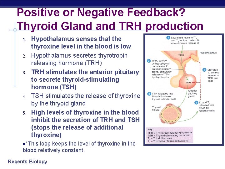 Positive or Negative Feedback? Thyroid Gland TRH production 1. 2. 3. 4. 5. Hypothalamus