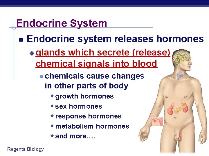 Endocrine System Endocrine system releases hormones u glands which secrete (release) chemical signals into