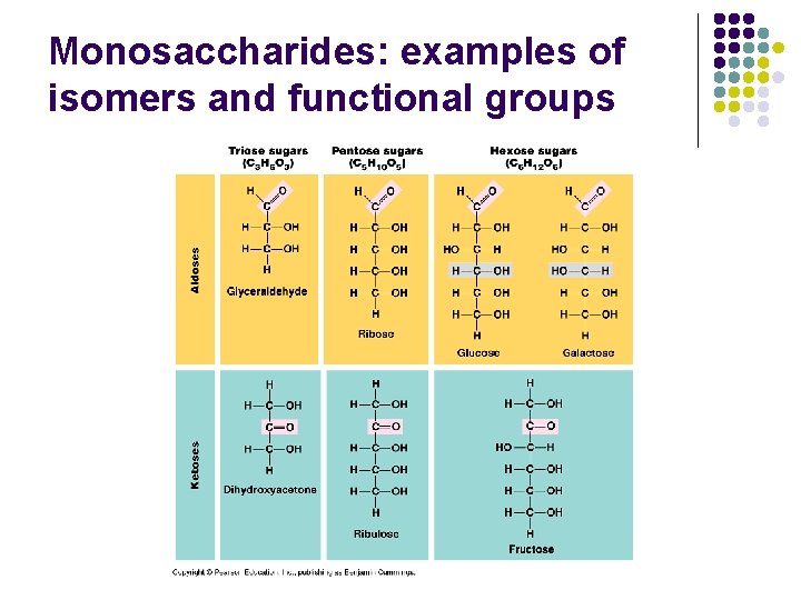 Monosaccharides: examples of isomers and functional groups 