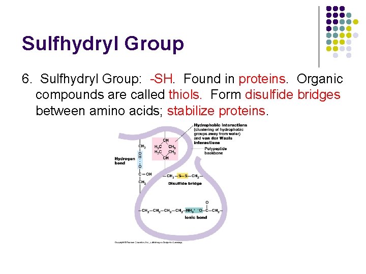 Sulfhydryl Group 6. Sulfhydryl Group: -SH. Found in proteins. Organic compounds are called thiols.
