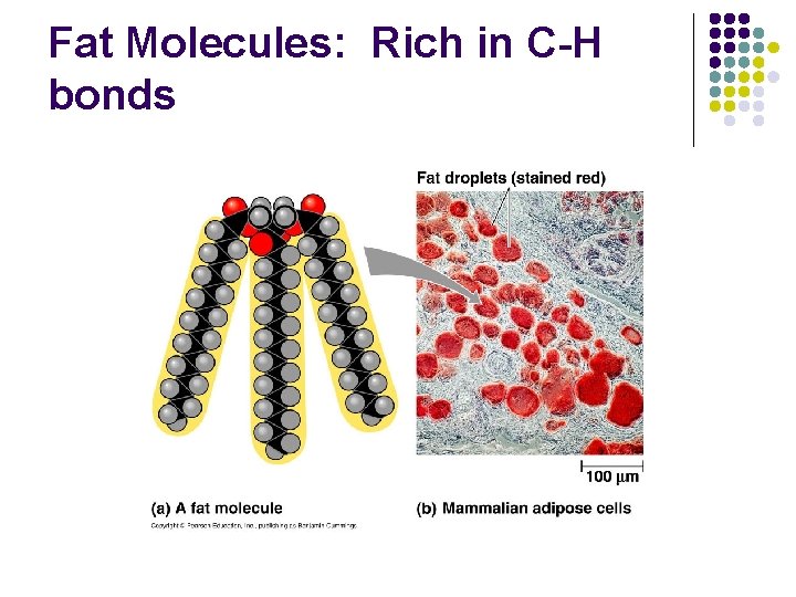 Fat Molecules: Rich in C-H bonds 