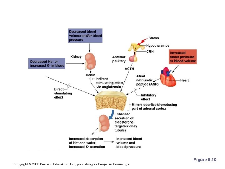 Hormones of the Adrenal Cortex Figure 9. 10 Copyright © 2006 Pearson Education, Inc.