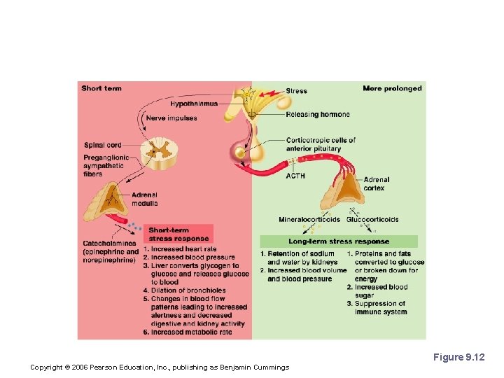 Roles of the Hypothalamus and Adrenal Glands in the Stress Response Figure 9. 12