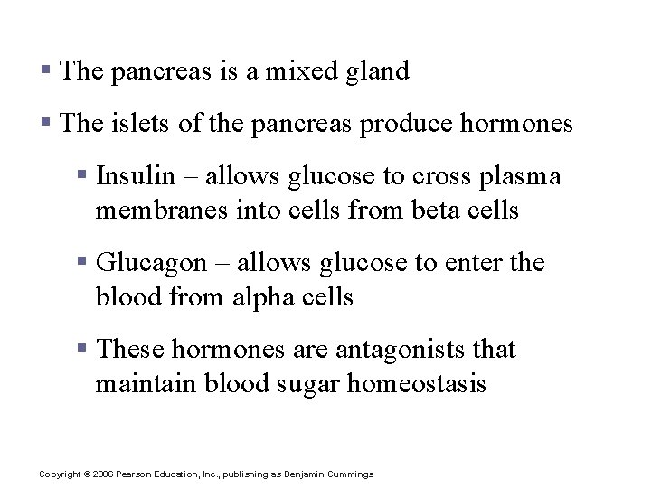 Pancreatic Islets § The pancreas is a mixed gland § The islets of the