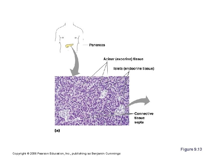 Pancreatic Islets Figure 9. 13 Copyright © 2006 Pearson Education, Inc. , publishing as