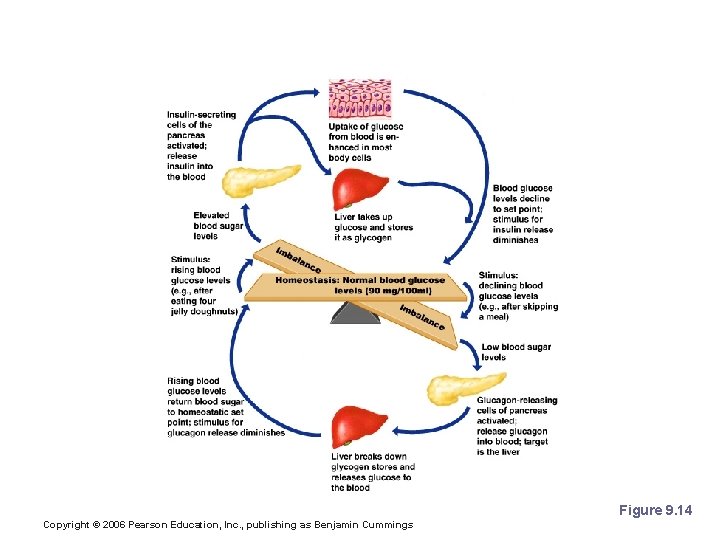 Pancreatic Hormones and Blood Sugar Figure 9. 14 Copyright © 2006 Pearson Education, Inc.