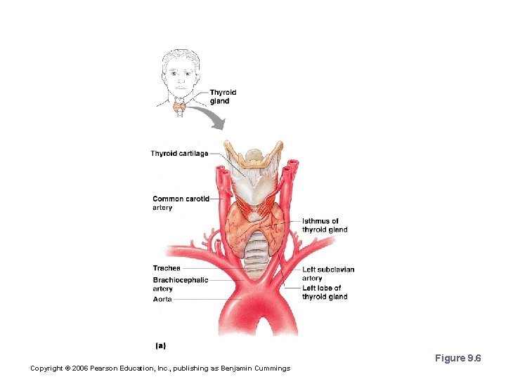 Thyroid Gland Figure 9. 6 Copyright © 2006 Pearson Education, Inc. , publishing as