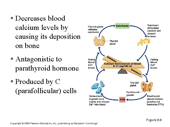 Calcitonin § Decreases blood calcium levels by causing its deposition on bone § Antagonistic
