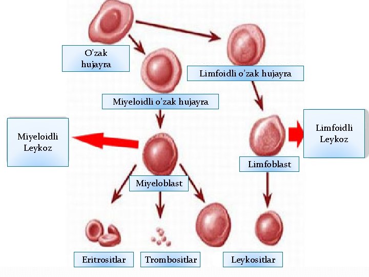 O’zak hujayra Limfoidli o’zak hujayra Miyeloidli o’zak hujayra Limfoidli Leykoz Miyeloidli Leykoz Limfoblast Miyeloblast