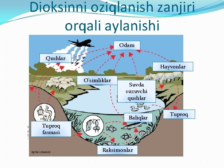 Dioksinni oziqlanish zanjiri orqali aylanishi Odam Qushlar Hayvonlar O’simliklar Suvda suzuvchi qushlar Baliqlar Tuproq