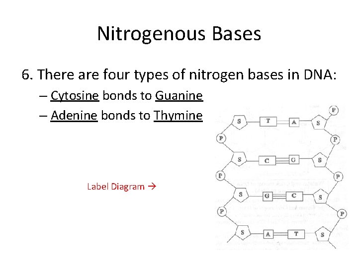 Nitrogenous Bases 6. There are four types of nitrogen bases in DNA: – Cytosine