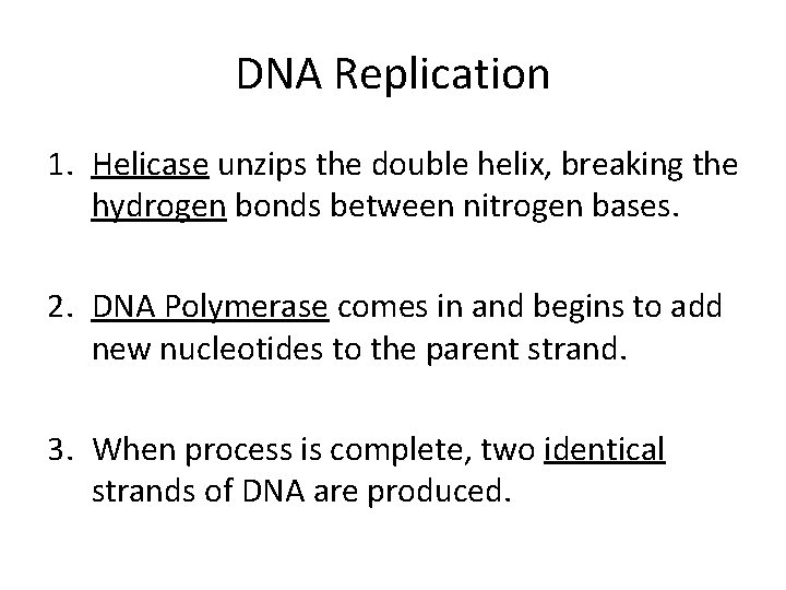DNA Replication 1. Helicase unzips the double helix, breaking the hydrogen bonds between nitrogen